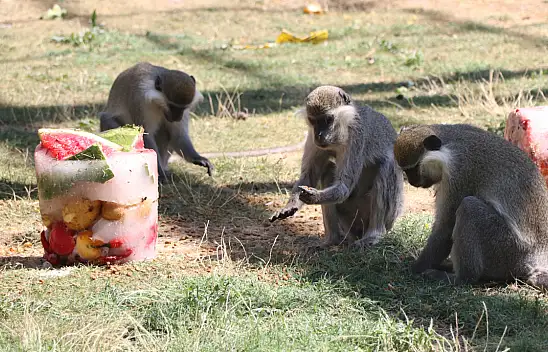 Kayseri'de hayvanlara yaz sürprizi: Buzlu meyve kokteyli keyfi