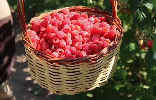 Kayseri'de Hobi Amaçlı Kurulan Organik Bahçe Ziyaretçilerini Ağırlıyor!