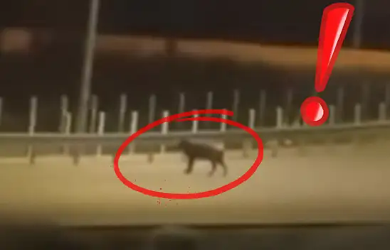 Kayseri'de ilçe merkezinde domuz yavrusu görüldü!