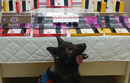 Kayseri'de kaçak sigara operasyonu: Jandarma tespit köpeğiyle yakaladı!