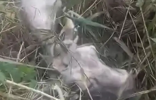 Kayseri'de kanala düşen inek için ekipler seferber oldu!