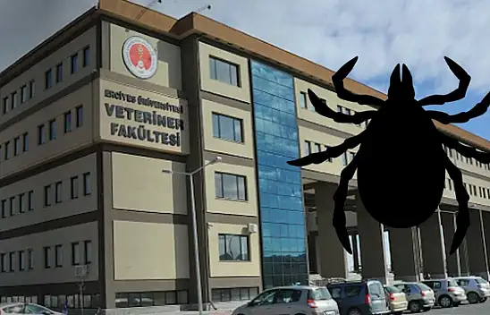 Kayseri'de kene sayısı neden artıyor? Uzmanlar tek noktaya dikkat çekiyor!