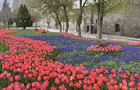 Kayseri'deki laleler şehri renklendirdi
