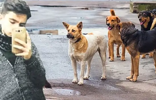 Kayseri'de okullar açıldı – Köpek sorunu yeniden ortaya çıktı!