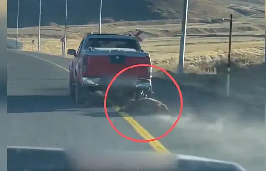 Kayseri'de öldürdüğü domuzu aracıyla sürükledi - Görüntülere tepki yağdı!