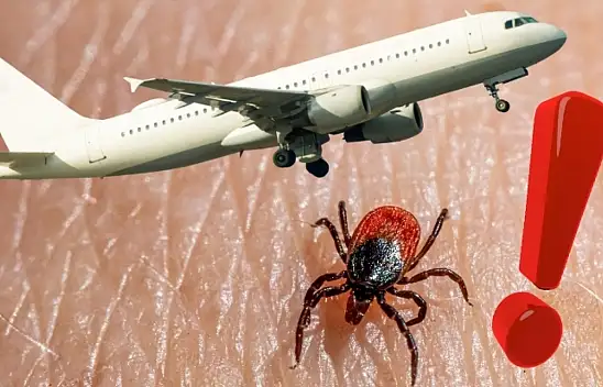 Kayseri'de panik yaratan görüntüler: Gökyüzünden kene mi yağdı? Uzman açıkladı!