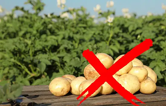 Kayseri'de 'Patatesi istemiyoruz' açıklaması! Ekim neden azaldı?