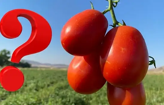 Kayseri'de salçalık domates sezonu: Tarladan pazara kim daha çok kazandı?