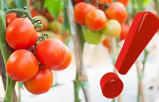 Kayseri'de salçalık domatesin kilosu rekor kırdı!