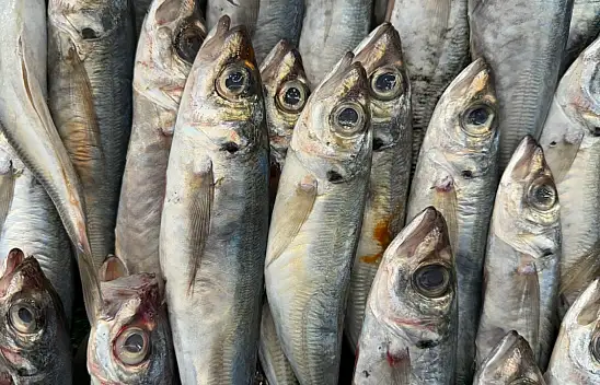 Kayseri'de Şubat Ayında Hangi Balıklar Yenir? – Güncel Balık Fiyatları