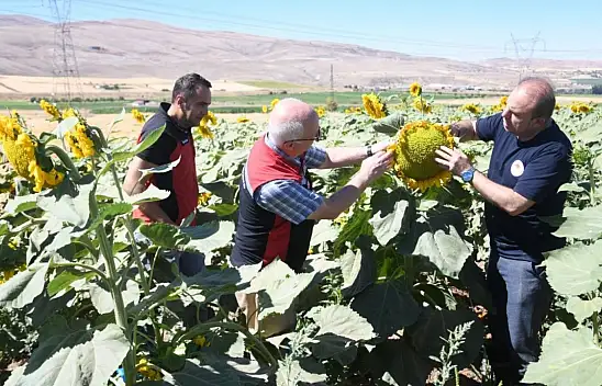 Kayseri'de tarımsal faaliyetler sürüyor: Ayçiçeklerine inceleme!