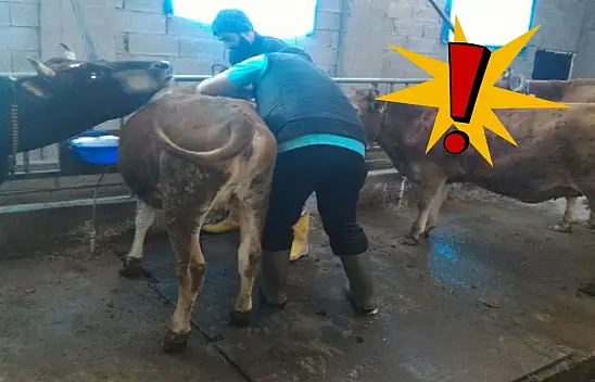 Kayseri'de tehlike büyüyor – Hayvancılık alarm veriyor!