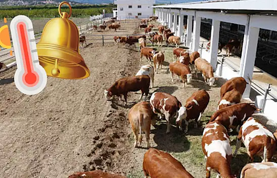 Kayseri'de tehlike çanları - Süt ve manda yetiştiriciliği nasıl etkilenecek?