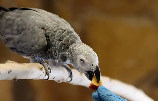 Kayseri'de tropikal kuşlar için iklim şartları oluşturuldu