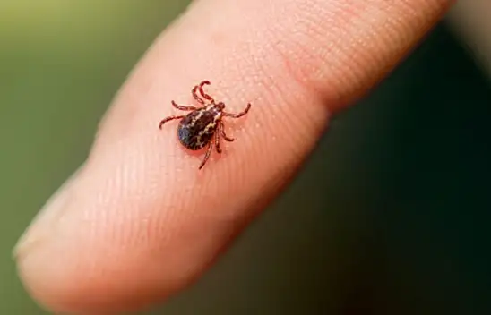 Kayseri'de uzmanından kene vakalarına ilişkin açıklama!