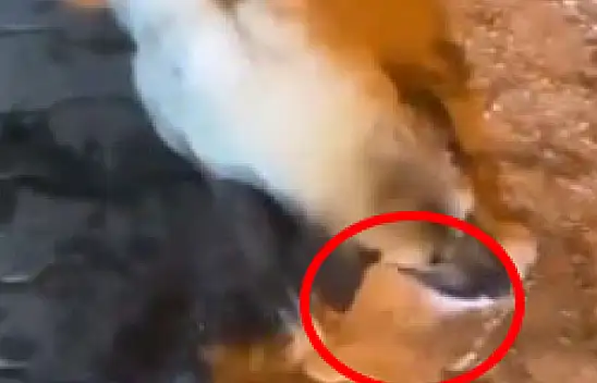 Kayseri'de vahşet – Görenler şok oldu!