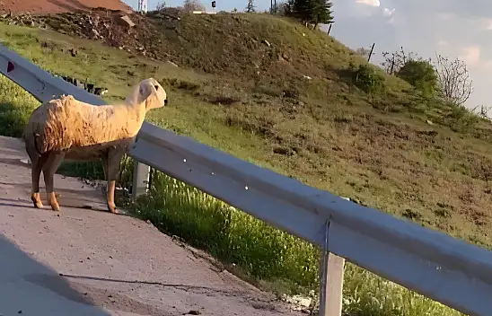Kayseri'de viral olan koyun: Dertli dertli manzarayı izledi!