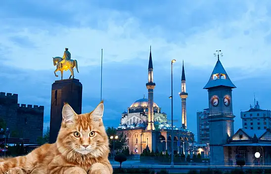 Kayseri'de yapılan kedi oteli beğenileri topladı!