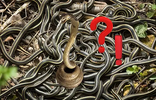 Kayseri'de yılan alarmı: Doğa ne fısıldıyor?