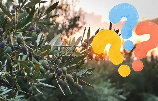 Kayseri'de zeytin olur mu? Cevabı bu ilçede saklı!