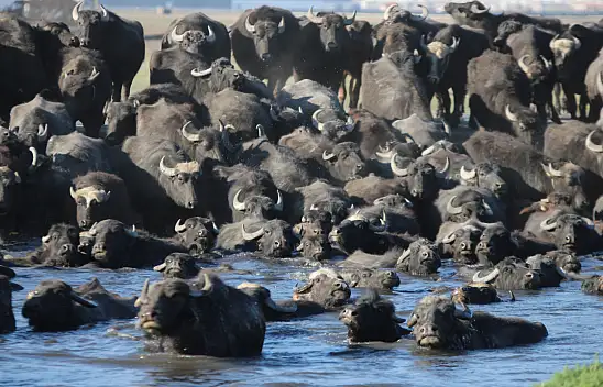 Kayseri'deki bu görüntüler Afrika'yı andırıyor: İşte o anlar!