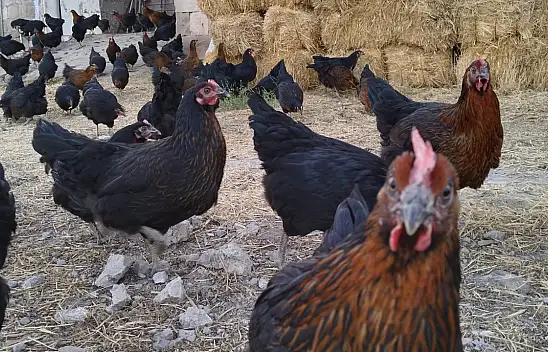 Kayseri'deki Eğitimli Tavuklar Görenlere Yok Artık Dedirtiyor!