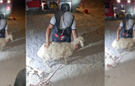 Kayseri itfaiyesinden koyun kurtarma operasyonu