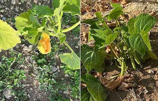 Kayseri mevsimleri şaşırdı – Çıkan sebzelere inanamayacaksınız!