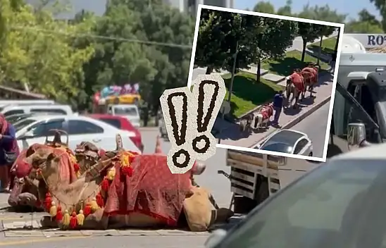 Kayseri meydanında 'Yok deve' dedirten anlar: Görenler şaşkın!