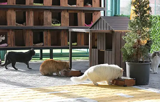 Kayseri'nin kedi cenneti rekor kırıyor!