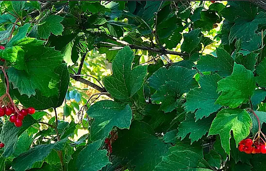 Kayseri'nin kırmızı altını!