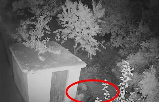 Kayseri'nin o ilçesinde korkutan görüntüler – Süper istilacılar çoğalıyor!