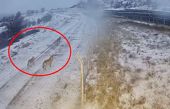 Kayseri'nin o ilçesinde yaşayanlar dikkat- Kurt sürüsü görüldü!