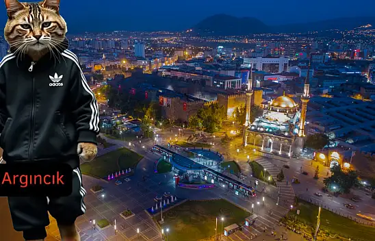 Kayseri'nin semtlerine özgü kedi türleri görselleştirildi – sizinki hangisi?