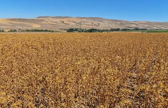 Kayseri o üretimde ilk sırada: Yeni adresi ise belli oldu!