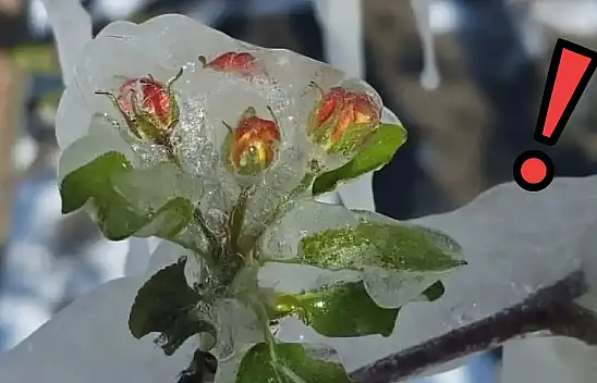 Kayseri'ye kar yağdı: Zira don krizi üreticiyi endişelendirdi!