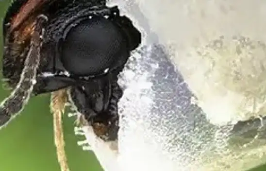 Kayseri'yi tehdit eden istila başladı! Topraklar risk altında