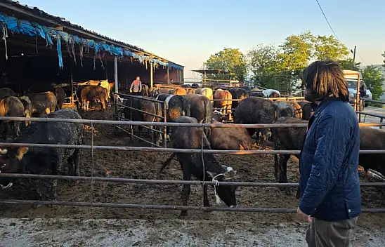 Kayserili besiciler dikkat: ESK satılmayan kurbanlıkları kaç liraya alacak?