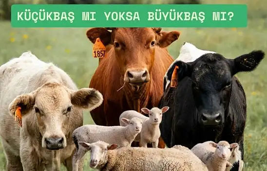 Kayserililer dikkat! Kurbanı küçükbaş mı kesmeli, büyükbaşa ortak mı girmeli?