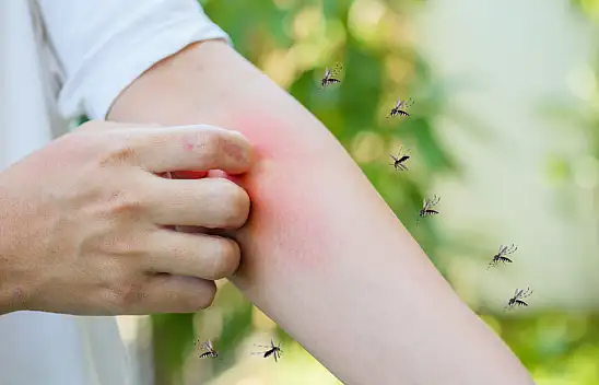 Kayserililer Dikkat! Sinekler Balkonunuza Bile Giremeyecek!