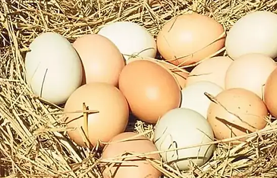 Kayserililer dikkat: Yumurta fiyatlarında büyük düşüş!