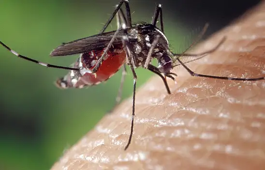 Kayserililer Sivrisinekleri Kendiniz Çekiyor Olabilirsiniz!