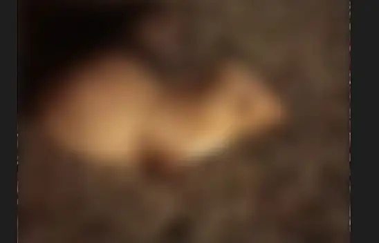 Kayserililerin korktuğu o hayvan yolda yaralı halde bulundu