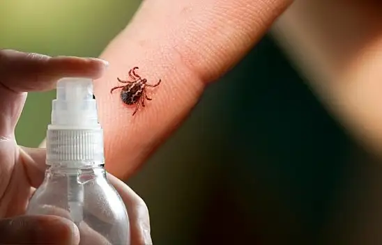 Kene tehlikesine karşı gizli silah: Bu doğal sprey her evde olmalı!