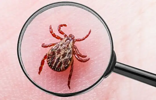 Kenelere göz açtırmıyolar, doğadan çözüm geldi: İşte doğal yöntem