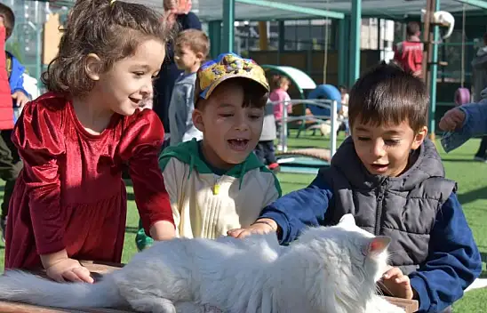 Kocasinan'dan Türkiye'ye örnek adım: Kediler için kasaba, sokak hayvanlarına dev bakımevi!