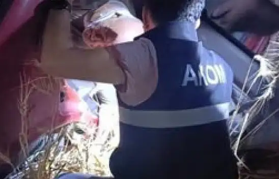 Köpeğe çarpamamak  için manevra yaptı!