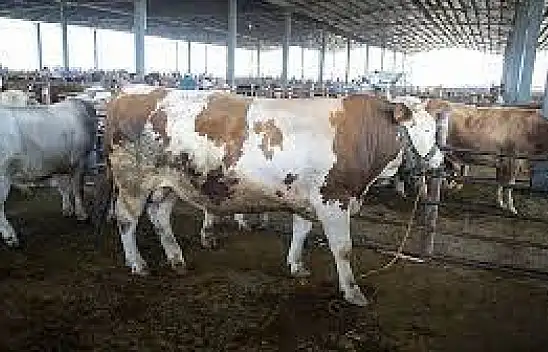 Kurban Bayramı 2023 ne zaman başlıyor?