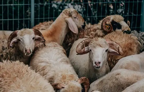Kurban Bayramı için geri sayım başladı: Tatil kaç gün sürecek, 9 gün olacak mı?