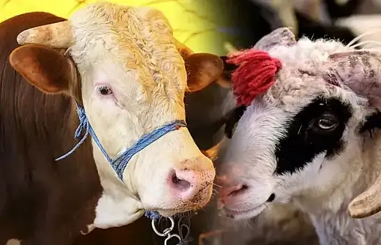 Kurban Kesimi: Hijyen ve Güvenlik Önlemleri!